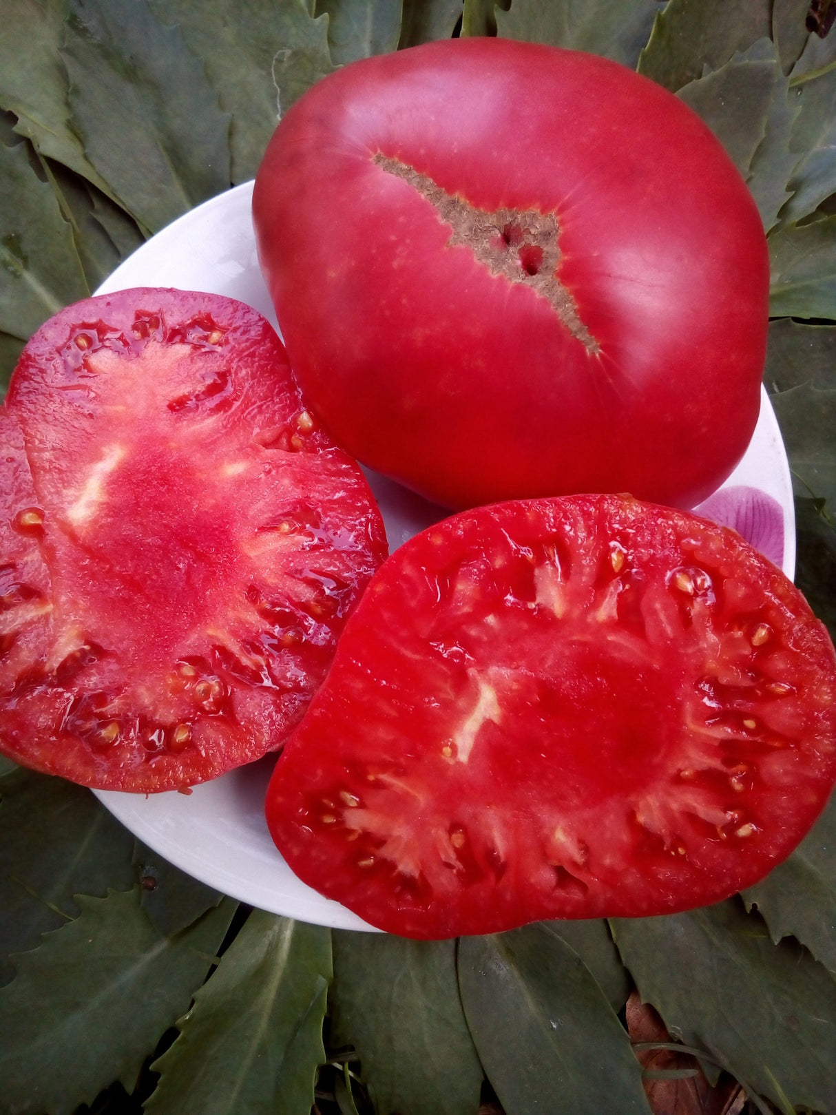 Marianna's Peace Tomato