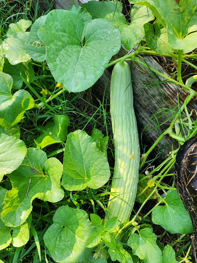 planting armenian cucumber seeds Armenian Cucumber BULK – Mary's Heirloom Seeds