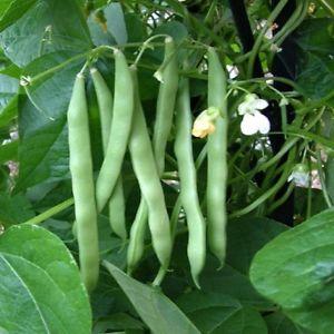 Blue Lake Pole Beans