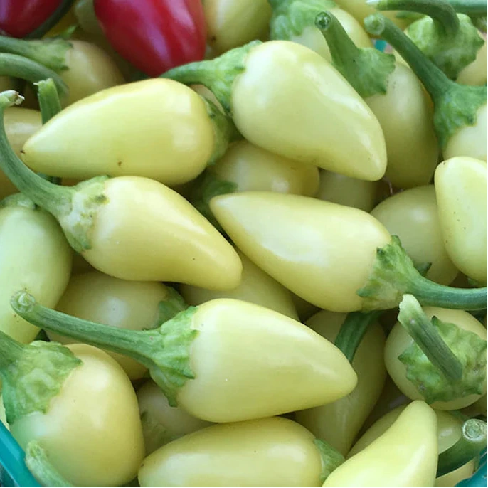 Cascabella Hot Pepper