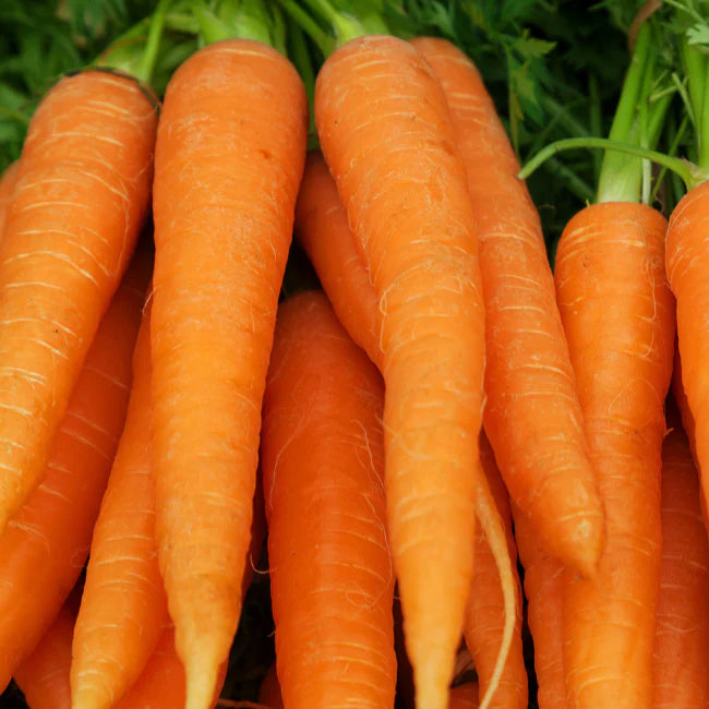 Amsterdam Carrots