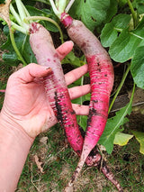Long Scarlet Cincinnati Radish
