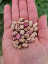 Dwarf Taylor Horticulture Beans