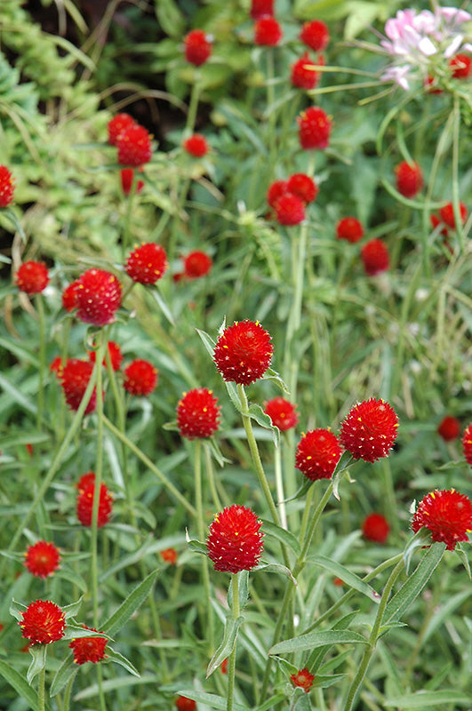strawberry fields gomphrena seeds Strawberry Fields Gomphrena