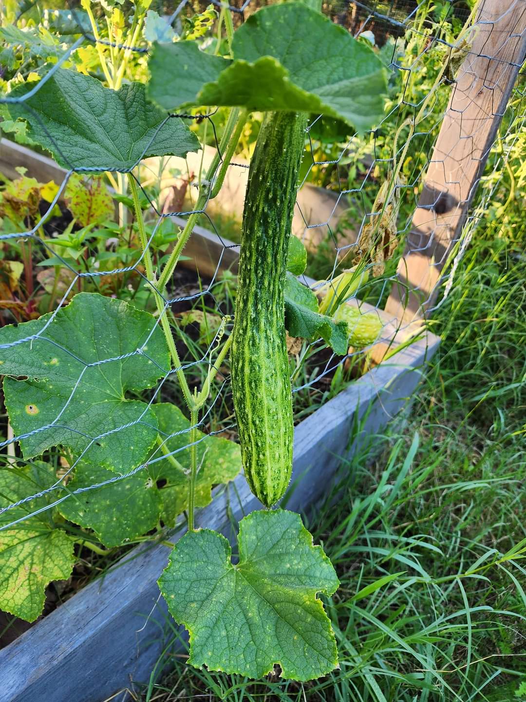 Mary's Heirloom Seeds Suyo Long Cucumber