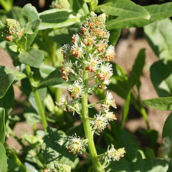 mignonette flower seeds Mignonette – Mary's Heirloom Seeds