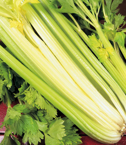 Golden Self-Blanching Celery