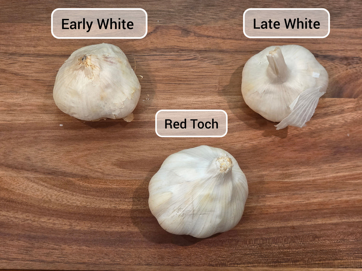 Softneck Seed Garlic Assortment