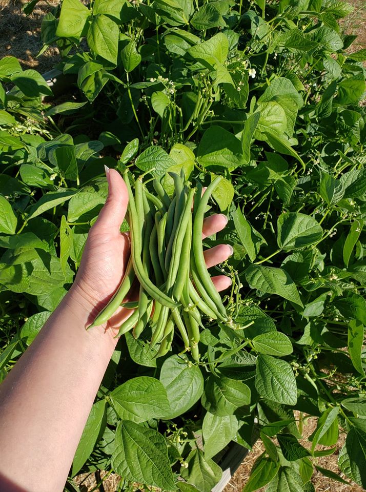 Mary's Heirloom Seeds Jade Bush Beans
