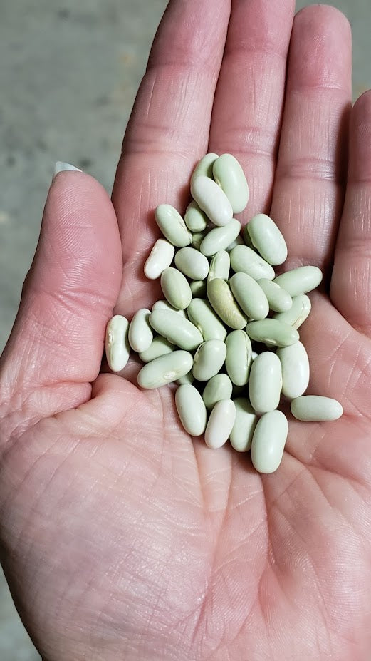 Jade Bush Bean