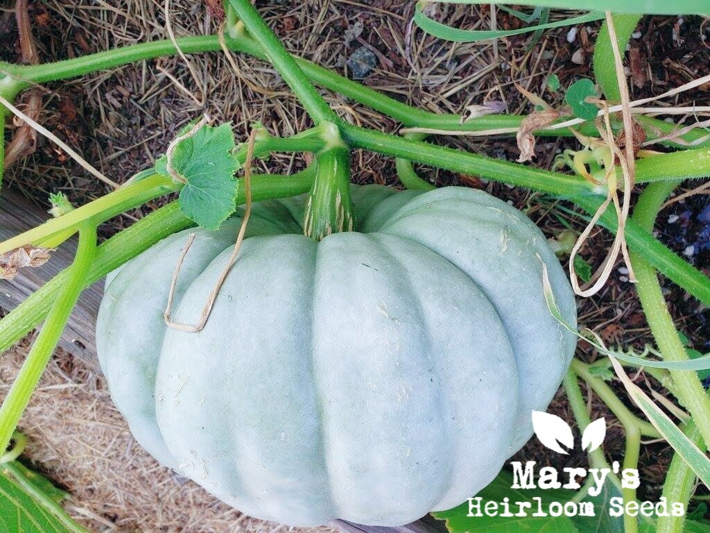 pumpkin plant from seed Jarrahdale Pumpkin – Mary's Heirloom Seeds
