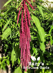 Love Lies Bleeding Amaranth Microgreen Seeds