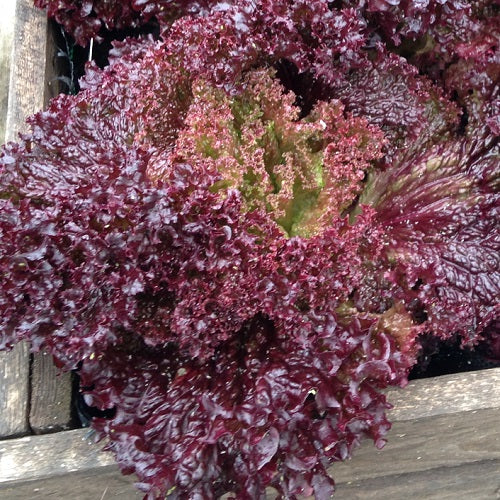 Lollo Rosso Lettuce