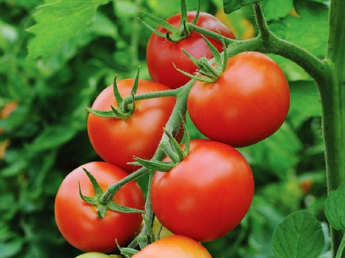 heirloom money plant Moneymaker Tomato – Mary's Heirloom Seeds