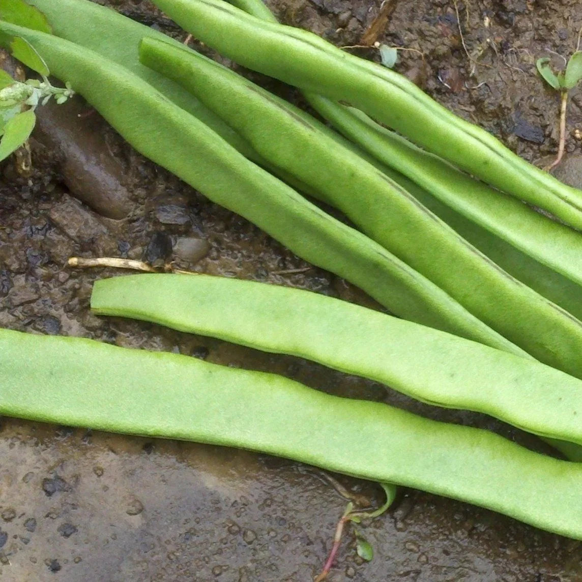 Mary's Heirloom Seeds Northeaster Pole Beans