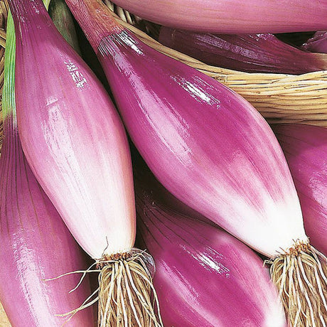 Rossa Lunga di Tropea Red Onion