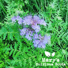 Lacy Phacelia