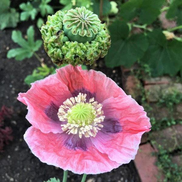 Hens & Chicks Poppy
