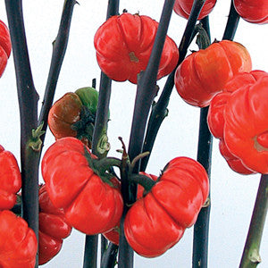 pumpkin on a stick plant seeds Pumpkin on a Stick Eggplant