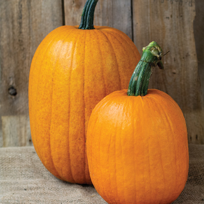 Jack O Lantern Pumpkin – Mary's Heirloom Seeds