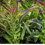 Purple Sword Celtuce