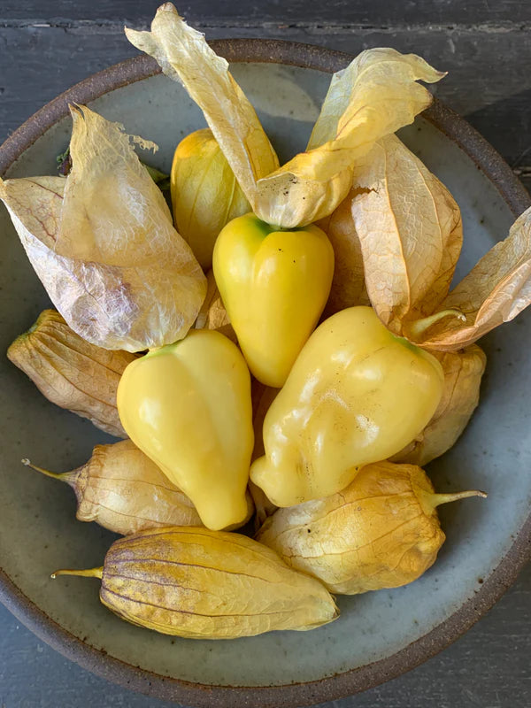 plant tomatillo seeds Queen of Malinalco Tomatillo