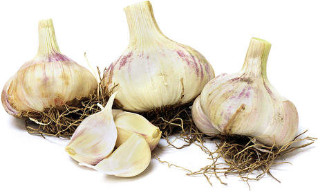 Red Toch Seed Garlic
