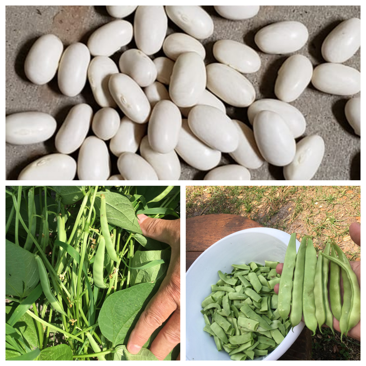 Roma ll Bush Beans