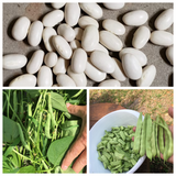 Roma ll Bush Beans