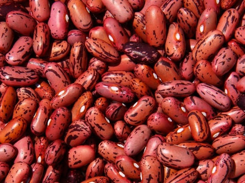 Rosso di Lucca Bean