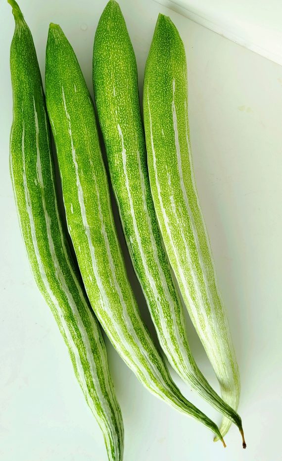 Snake Gourd