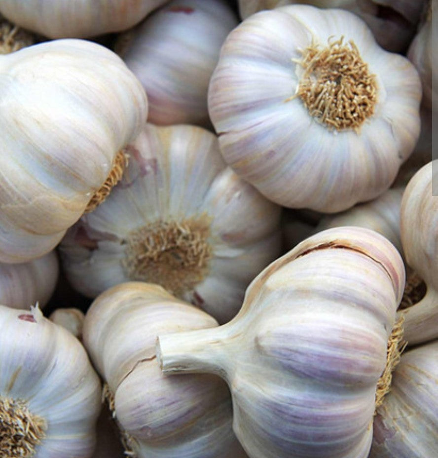 Georgian Fire Seed Garlic