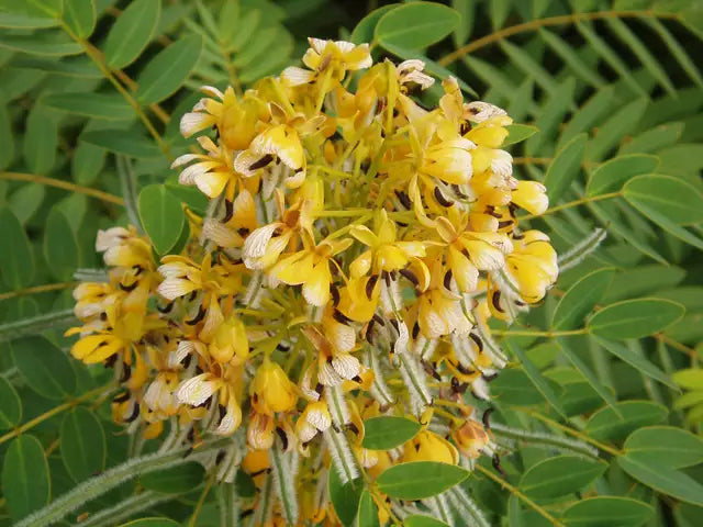 senna plant seeds American Senna