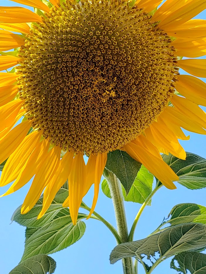 Sunflower Seeds Combo Pack – Mary's Heirloom Seeds