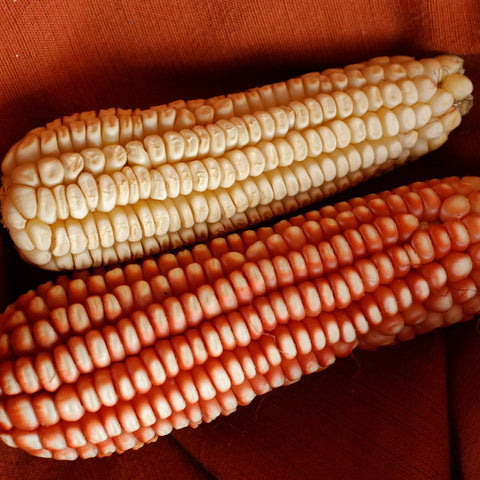 Tuxapeño Corn