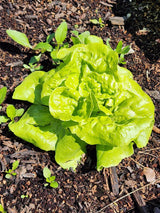 Tennis Ball Lettuce