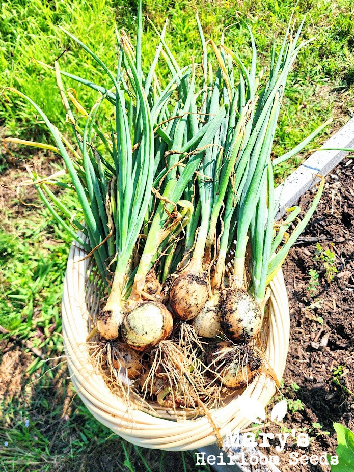 garden seeds texas Texas Early Grano Onion – Mary's Heirloom Seeds