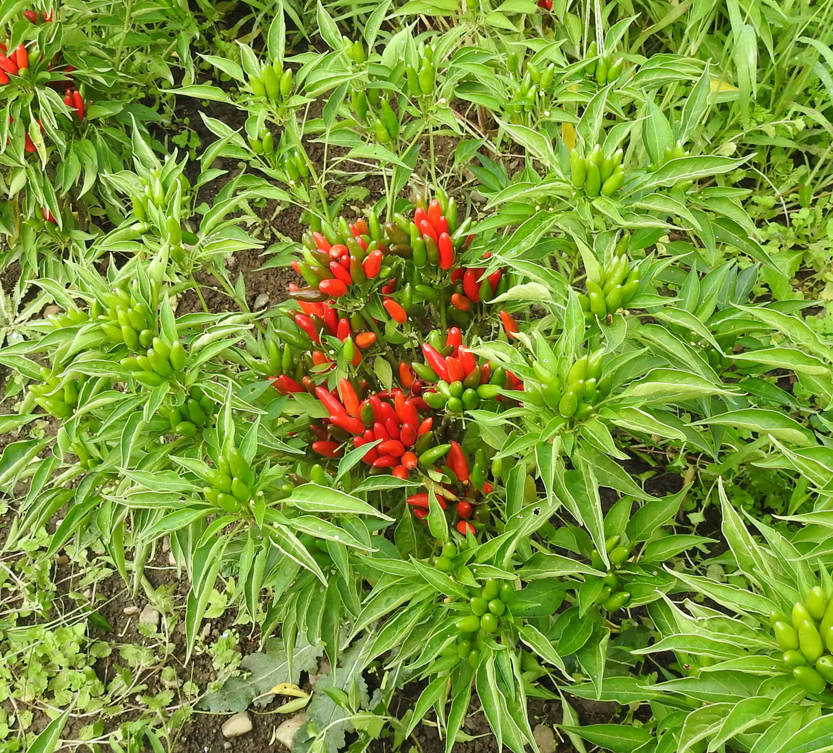 Thai Volcano Pepper