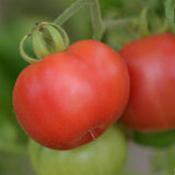 Micador Violetter Tomato