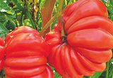Mushroom Basket Tomato