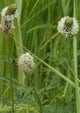 White Prairie Clover