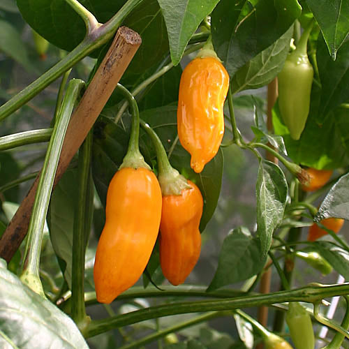 plant habanero seeds Aji Habanero Pepper