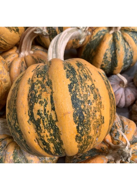 American Tondo Squash