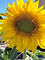 Arikara Sunflower
