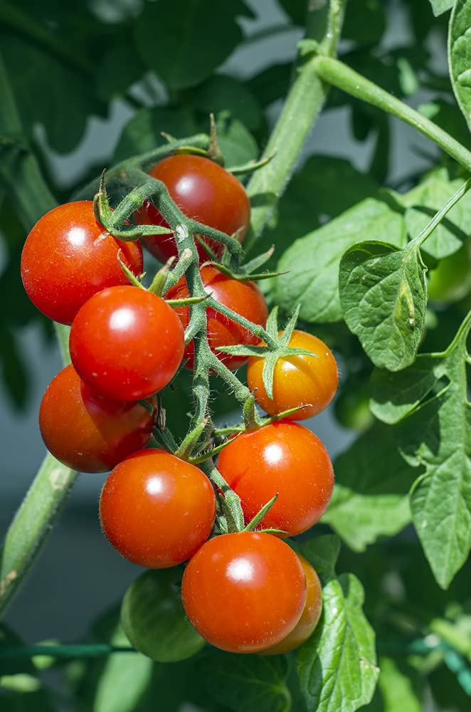 Baxter's Early Bush Tomato