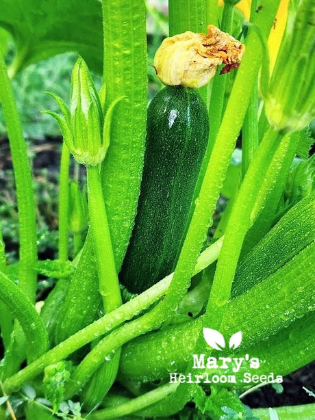 Black Beauty Zucchini