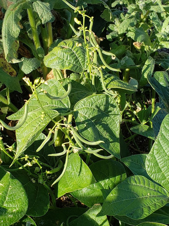 Heirloom Beans – Mary's Heirloom Seeds