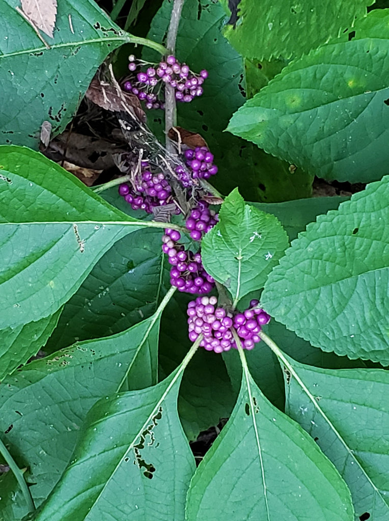 American Beautyberry