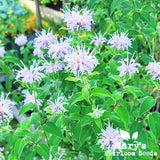 Wild Bergamot