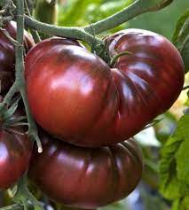 Black Brandywine Tomato, potato leaf